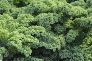 kale-438964_1920 (FILEminimizer)