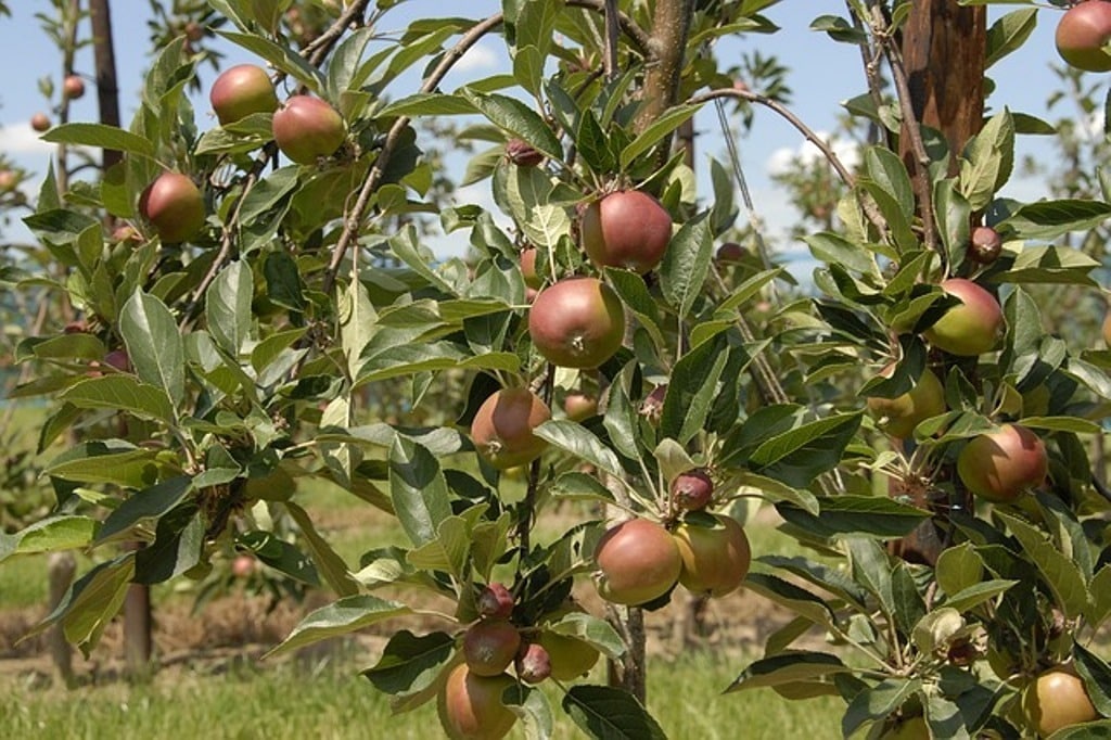 La próxima cosecha de pera será un 12% menor, pero aumentará un 6% la de manzana