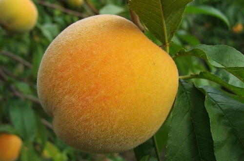 España se convierte en el primer país del mundo autorizado a exportar melocotón a los mercados chinos