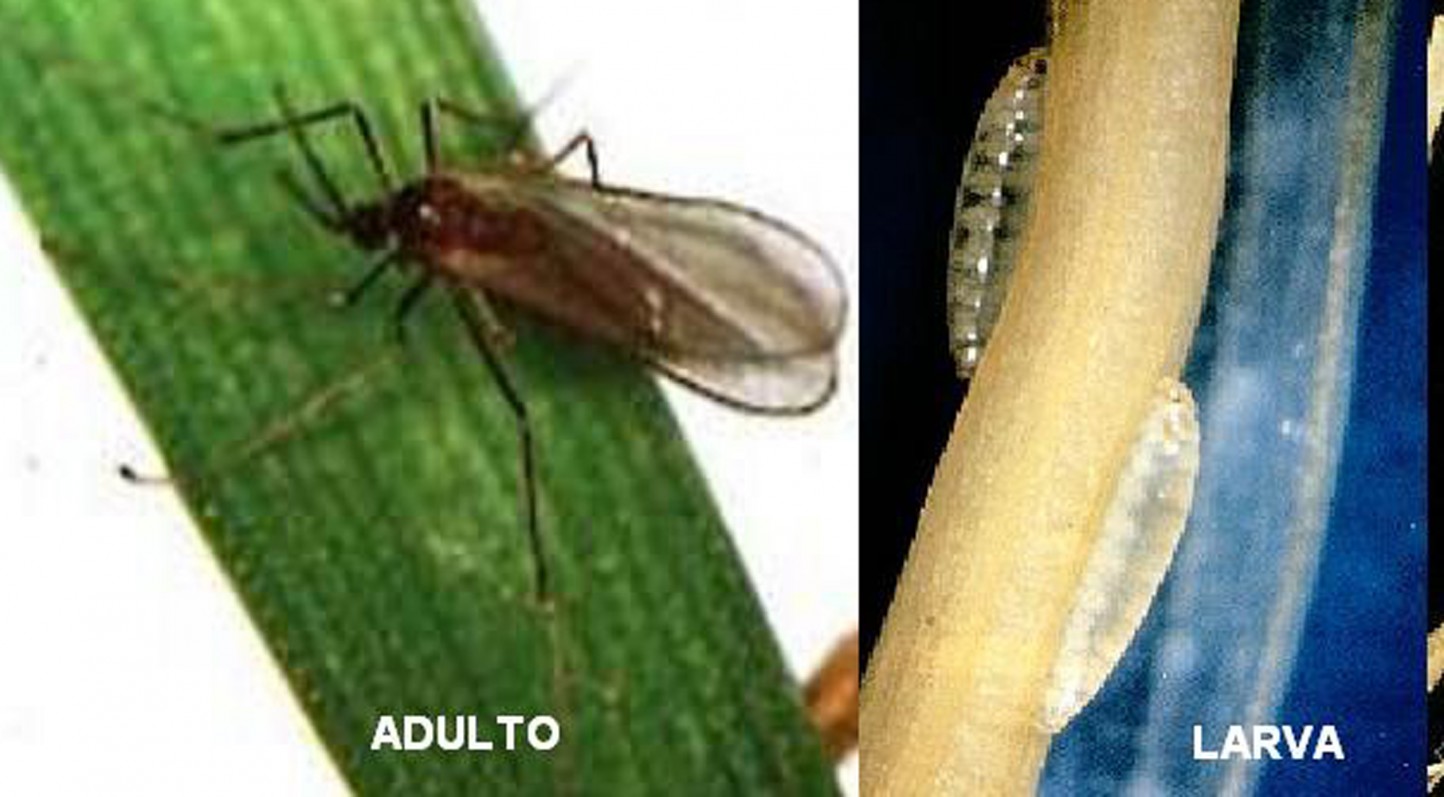 UPA Andalucía valora la autorización de quema controlada de rastrojos por el mosquito del trigo
