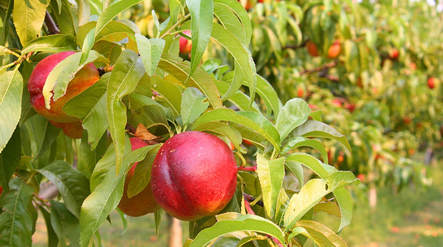 Novedades en el seguro de frutales para la campaña 2024