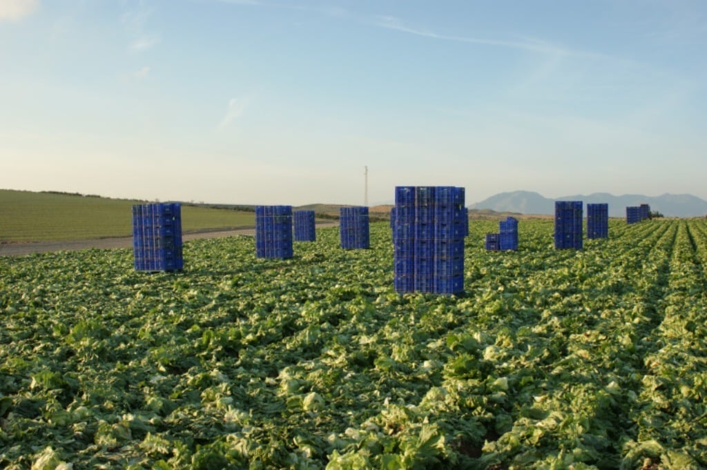 La ocupación en Agricultura se contrajo un 2,2% en el segundo trimestre del año