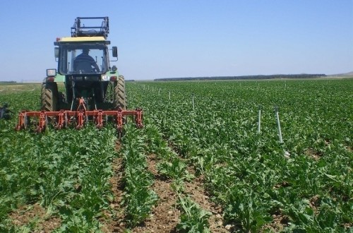 Bruselas aprueba un marco  jurídico de transición para un sector remolachero-azucarero  sin cuotas