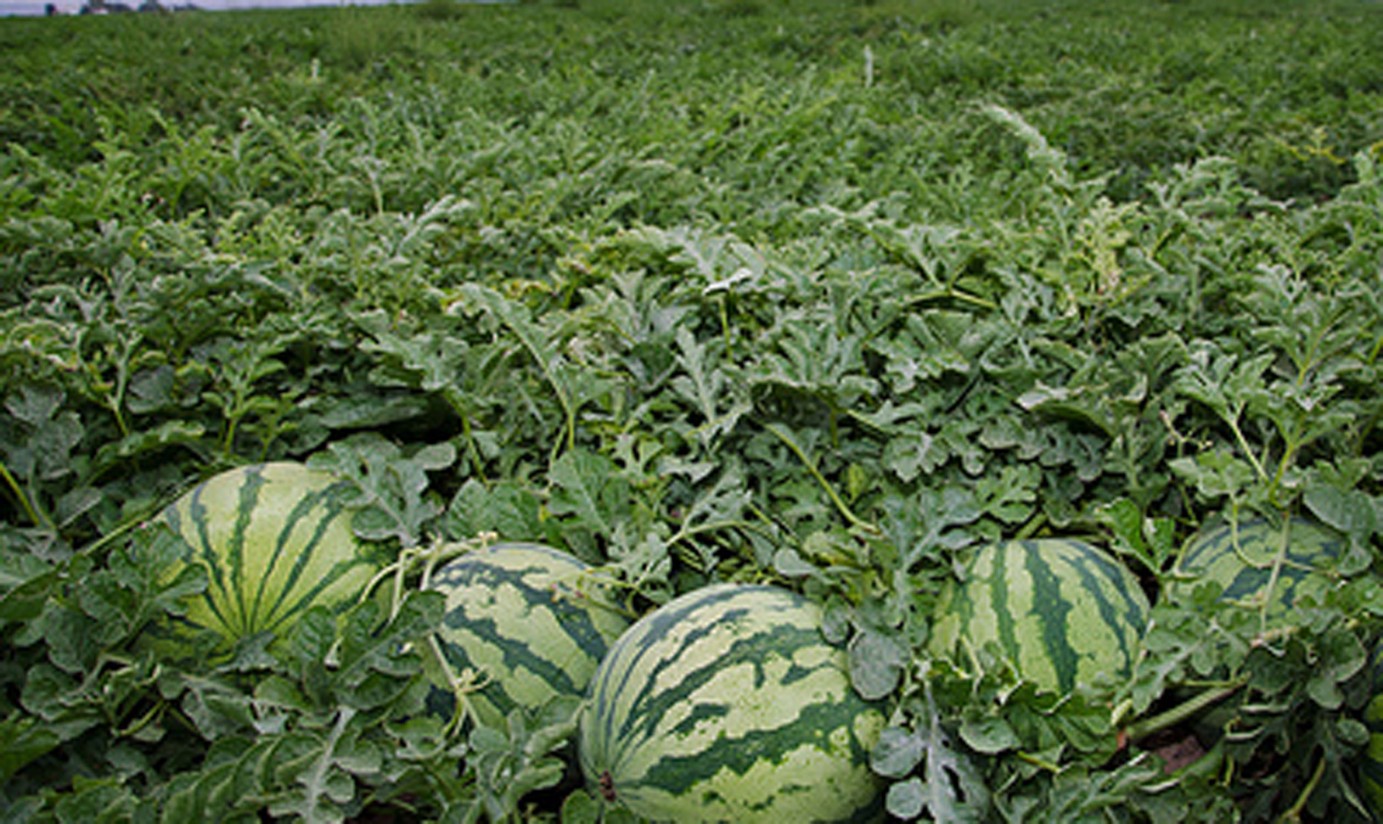 AVA-Asaja denuncia que la gran distribución hunde el precio de la sandía en el campo