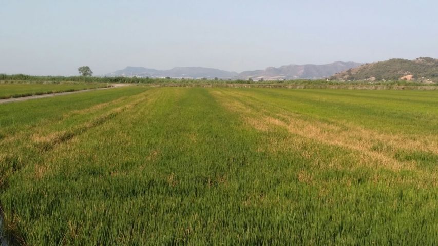 La esclerotinia del arroz se propaga por segundo año consecutivo en la Comunidad Valenciana