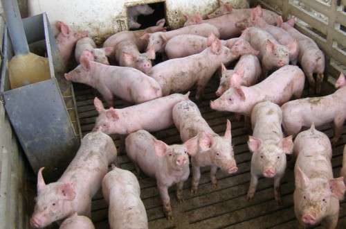 COPA-Cogeca celebra la declaración de la OMC contra el veto ruso a las exportaciones europeas de porcino