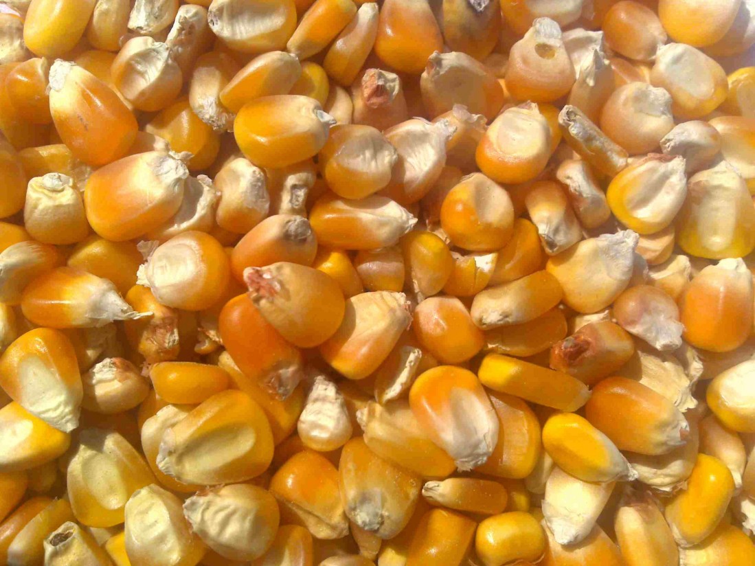 La campaña del maíz se desarrolla con precios muy bajos sin cubrir costes, según ASAJA