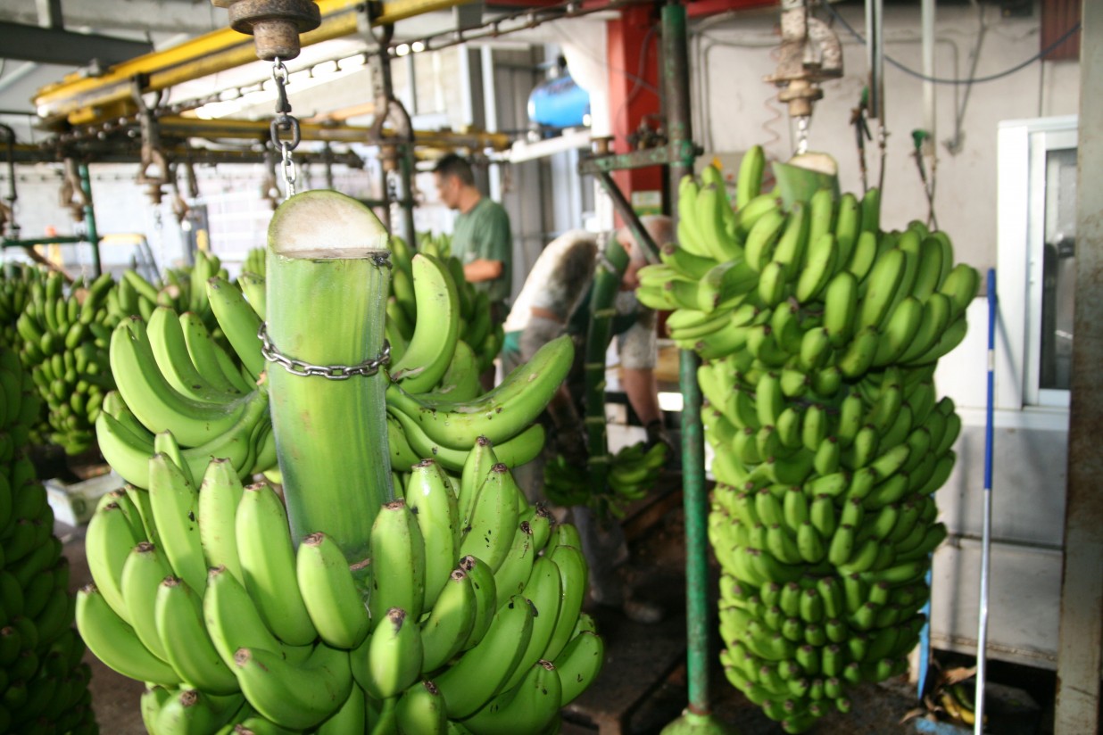 Récord histórico en la producción de plátano en Canarias