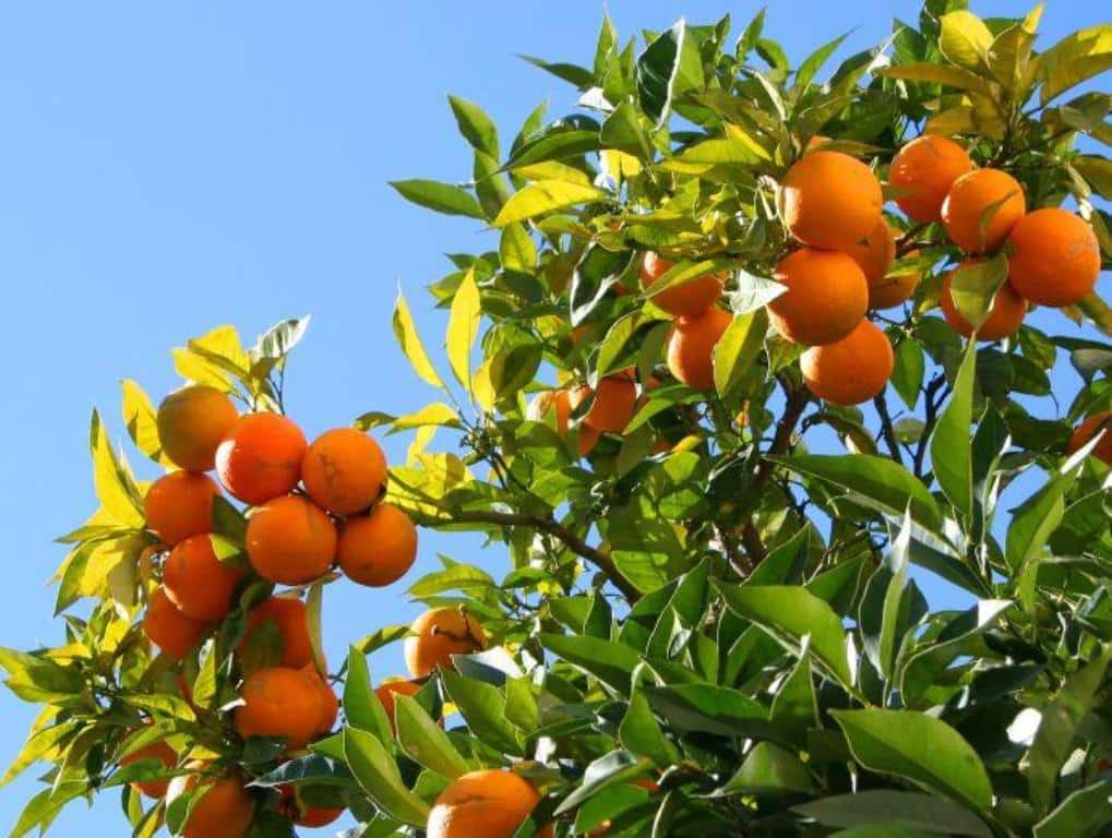 AVA-Asaja denuncia que el seguro no cubre los daños por altas temperaturas a los cítricos