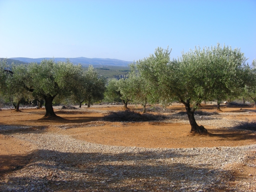 La campaña 2015/16 podría acabar con salidas al mercado de cerca de 1,4 Mt de aceite de oliva