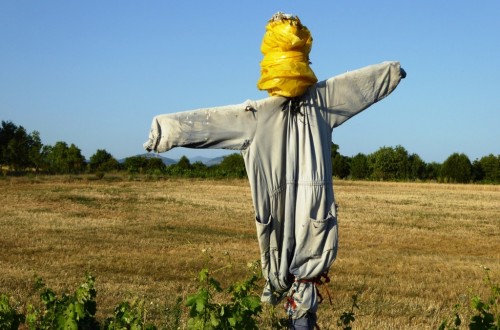 Bruselas propone dar más libertad a los Estados para aplicar la figura del “agricultor activo”