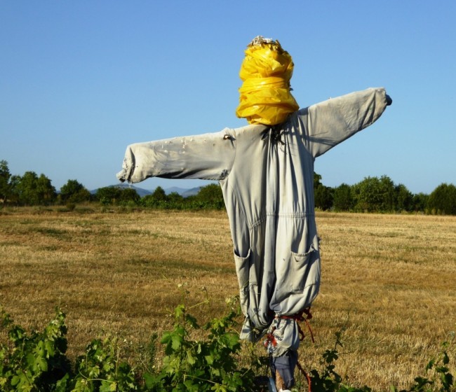Bruselas propone dar más libertad a los Estados para aplicar la figura del “agricultor activo”