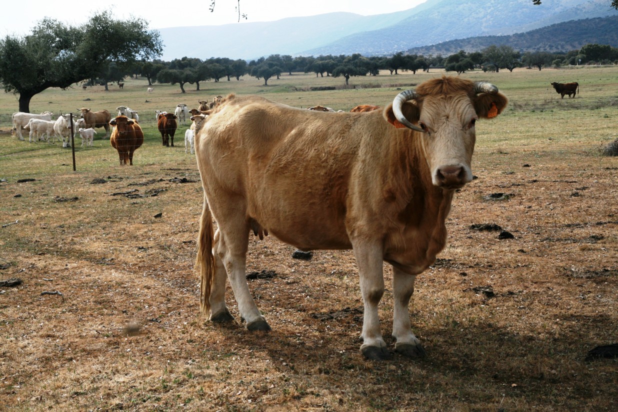 Ganaderos extremeños inician protestas por la situación de la sanidad animal