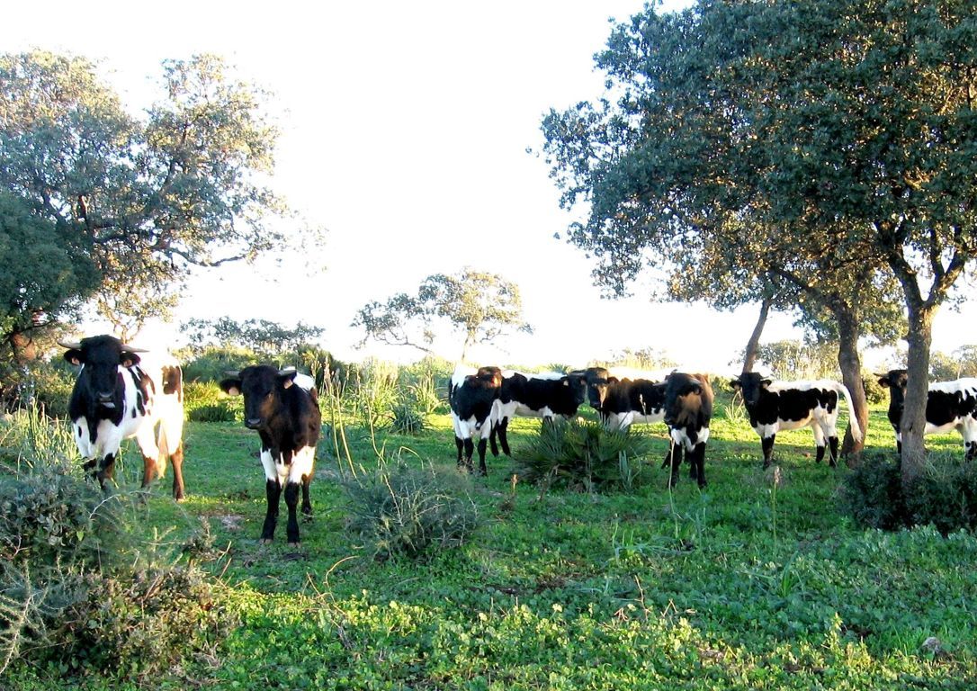 Solo un 10% de los ganaderos con entregas de leche de vaca piden ayuda para reducir su producción en España