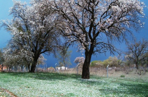 Críticas de los agricultores a los planes de simplificación del “greening” en la PAC por parte Bruselas