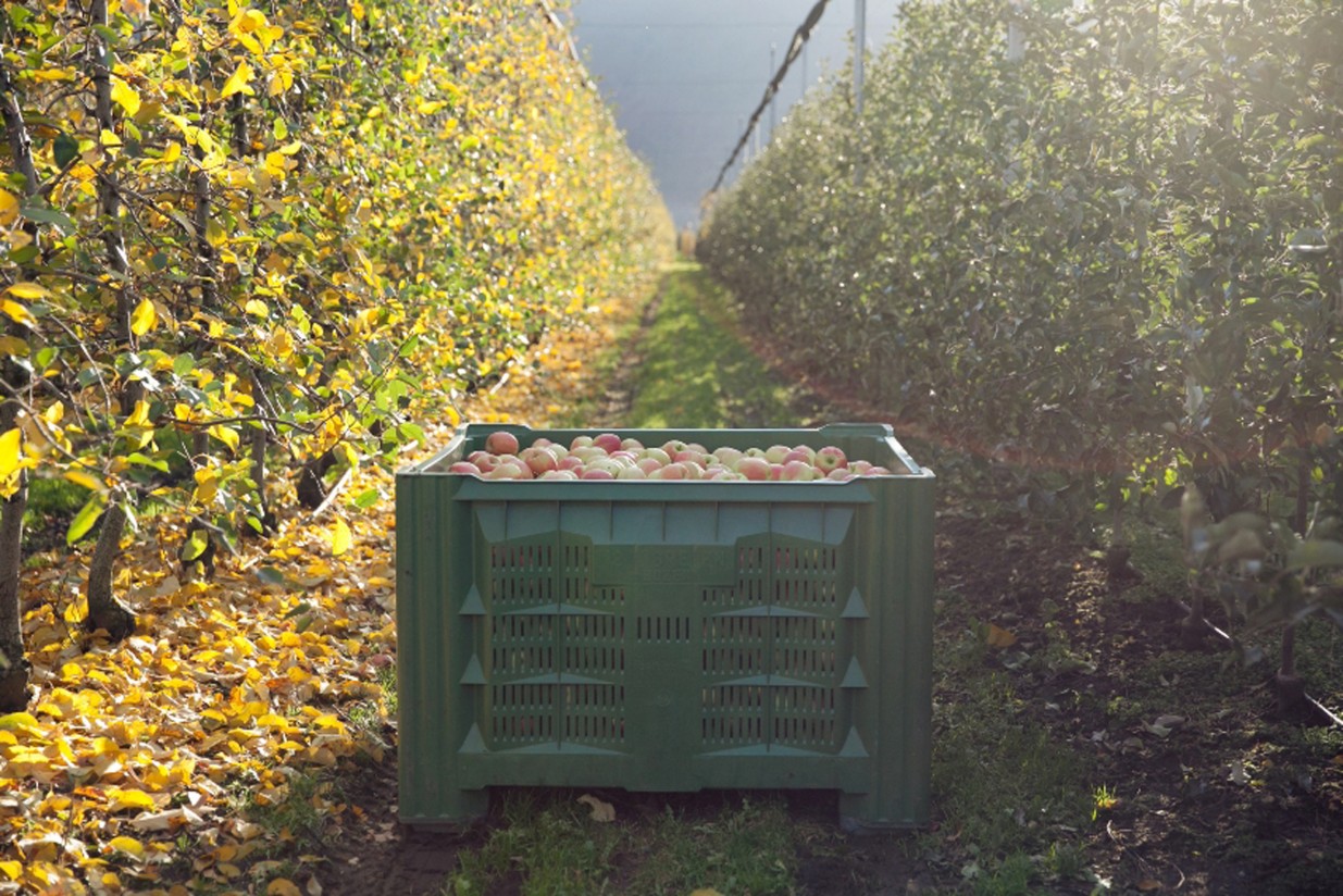 Interpoma: la producción española del manzana, al alza