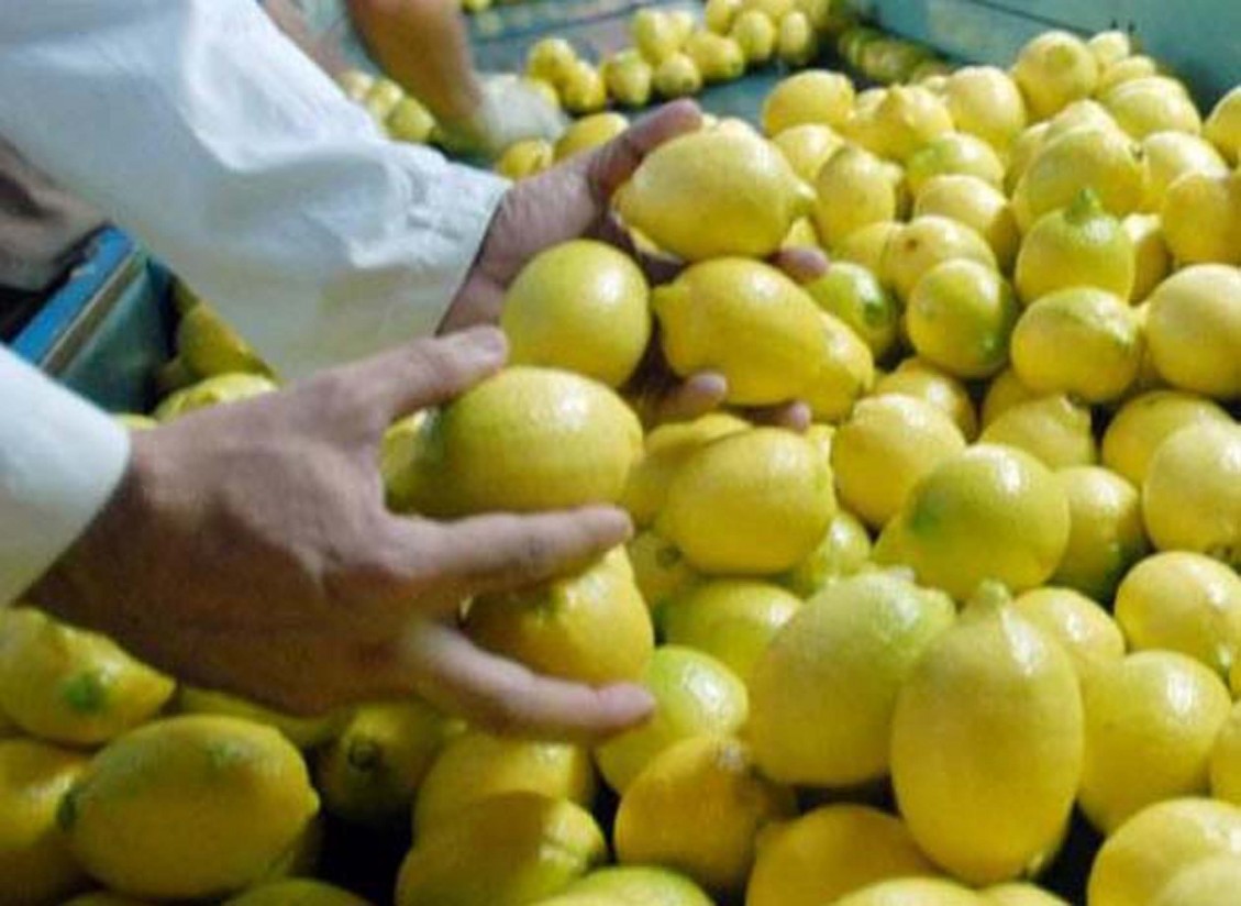 Empresas citrícolas argentinas se vuelcan para exportar limones al mercado asiático