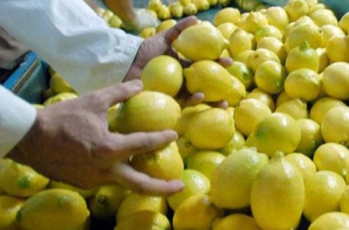 Empresas citrícolas argentinas se vuelcan para exportar limones al mercado asiático