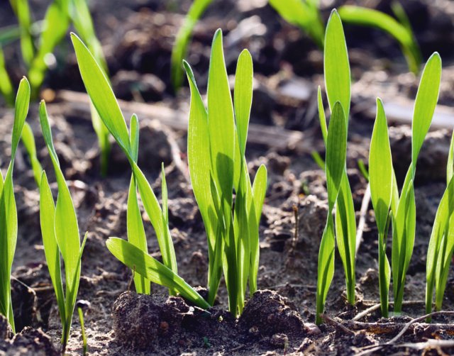 Los fertilizantes, un input básico para el desarrollo de la producción vegetal. Por Jaime Lamo de Espinosa