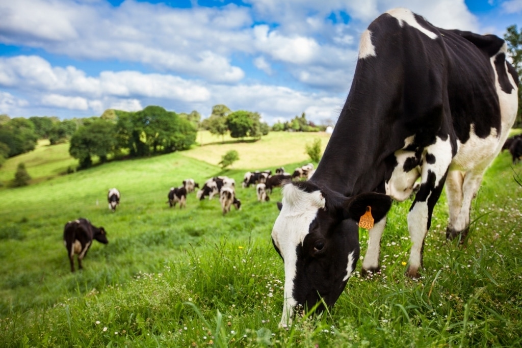 El precio medio de la leche de vaca subió un 1,4% en agosto, por vez primera desde el inicio de 2016