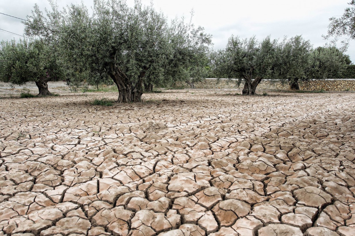 El titular de Agricultura en Valencia asegura que las ayudas por la sequía serán directas