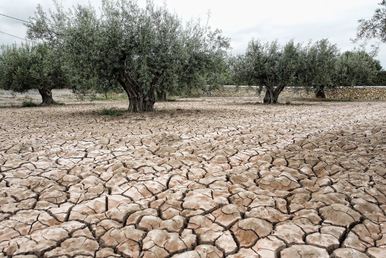 La Mesa de la Sequía constata daños en cientos de miles de hectáreas de cultivos en 2015