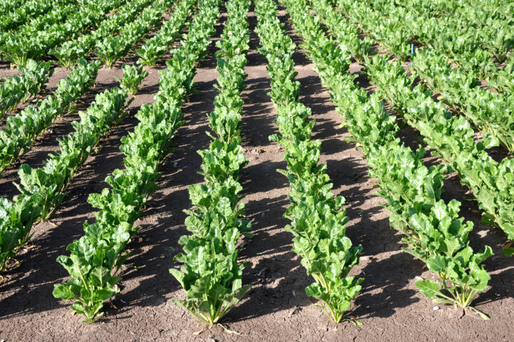 Optimización de las técnicas de cultivo de la remolacha azucarera de siembra de otoño