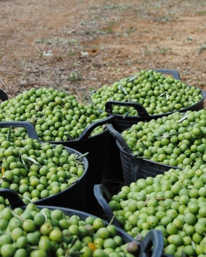 Hacia la peor cosecha nacional de aceituna de mesa en 10 años