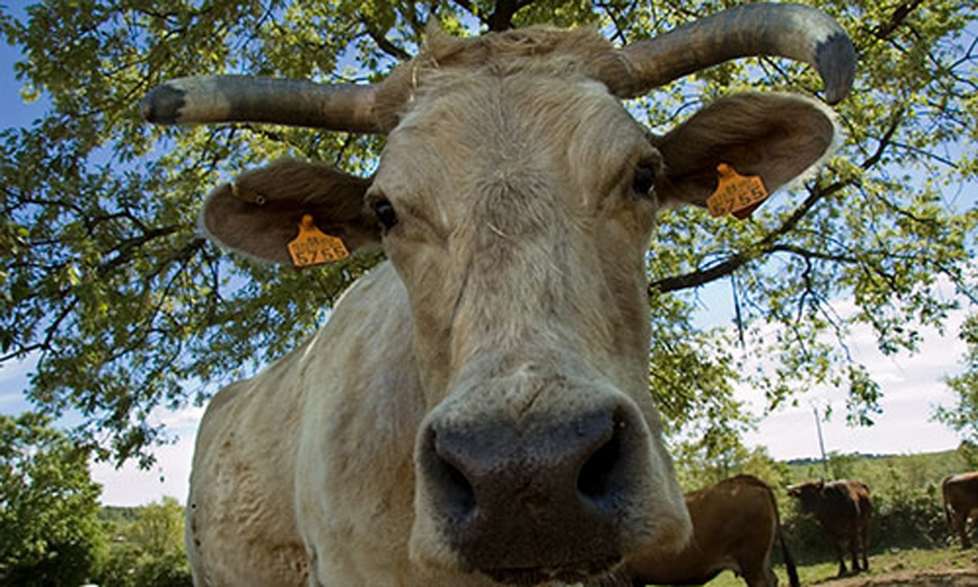 Ganaderos piden un plan de choque contra la tuberculosis bovina