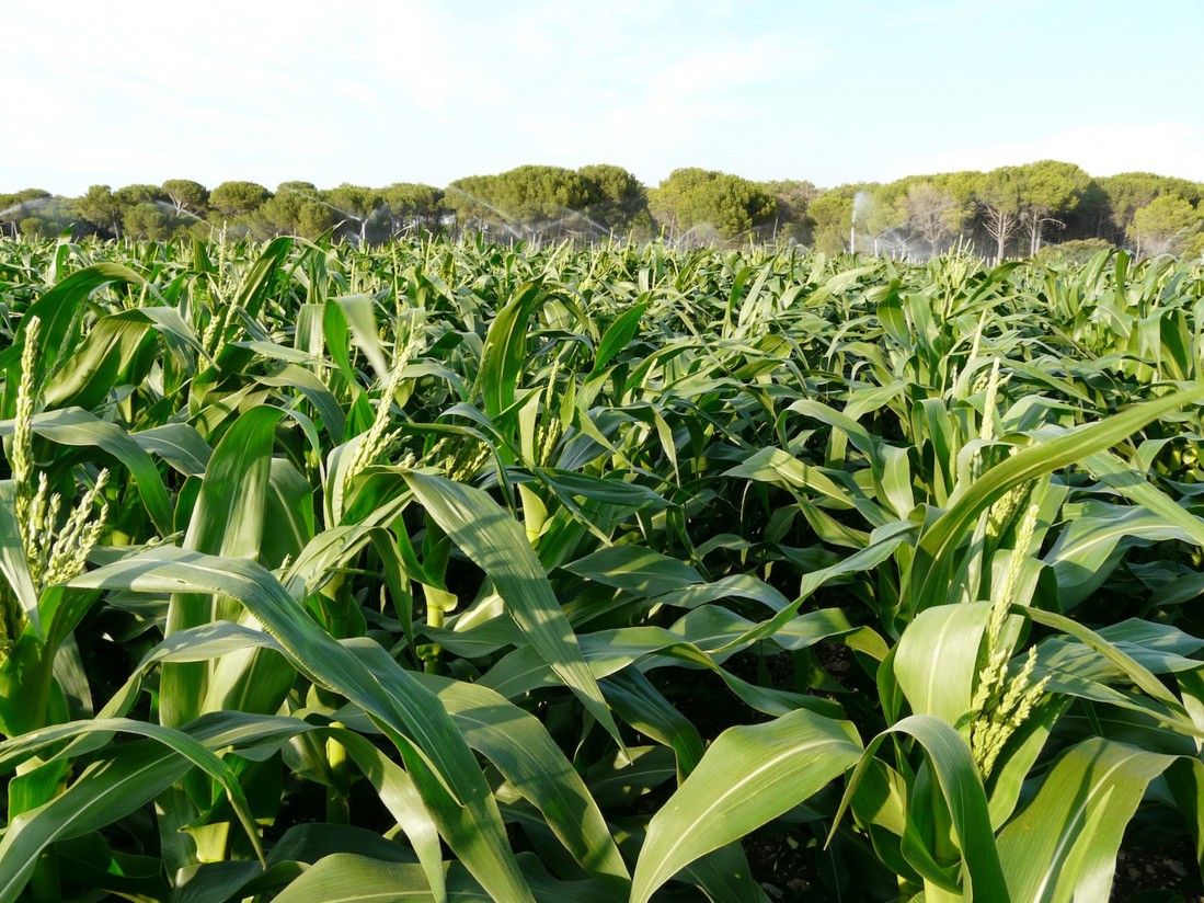 Importantes fusiones en el mercado agrario: ¿cuál será el impacto en la inversión mundial?