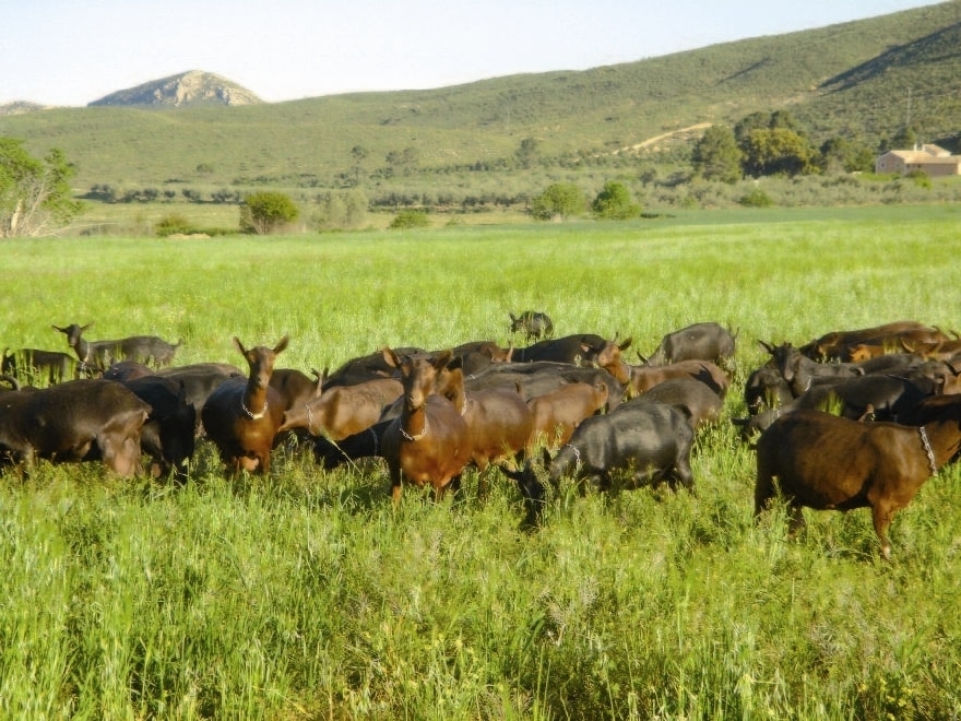 Fuertes descensos de los precios en origen de la leche de oveja y cabra en julio pasado