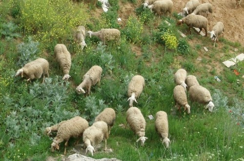 El sector productor de carne de ovino-caprino de la UE presenta su “hoja de ruta” al comisario Hogan