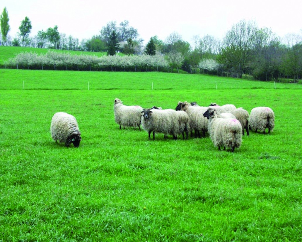 Programa de mejora genética de las ovejas de razas Latxa y Carranzana