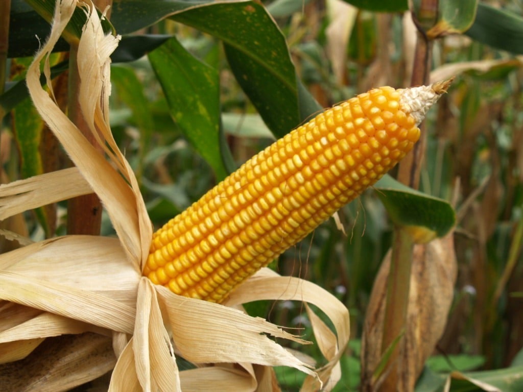 El cultivo de maíz Bt supuso un ahorro de 193 M€ en importaciones de maíz desde 1998