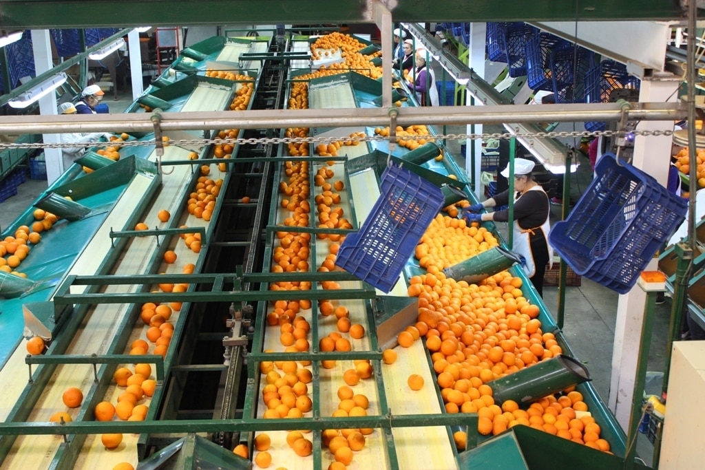 Andalucía abona 57 M€ en ayudas a Programas Operativos de las OP de Frutas y Hortalizas
