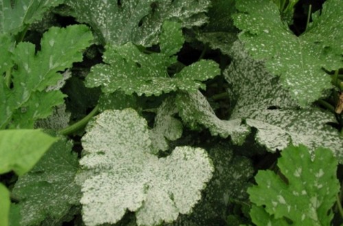 Salud vegetal: el Parlamento Europeo aprueba medidas frente a las plagas importadas