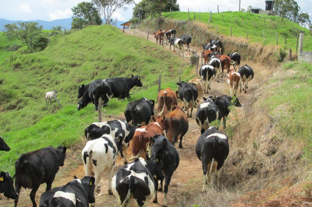 Bruselas solo dará ayuda a 12.463 kg de leche por cada 100.000 kg de recorte solicitado