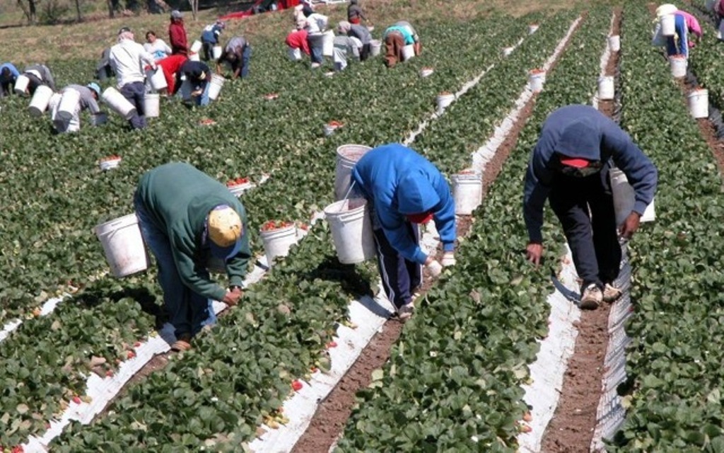 La ocupación en la rama de actividad Agricultura aumentó casi un 5% en el último año