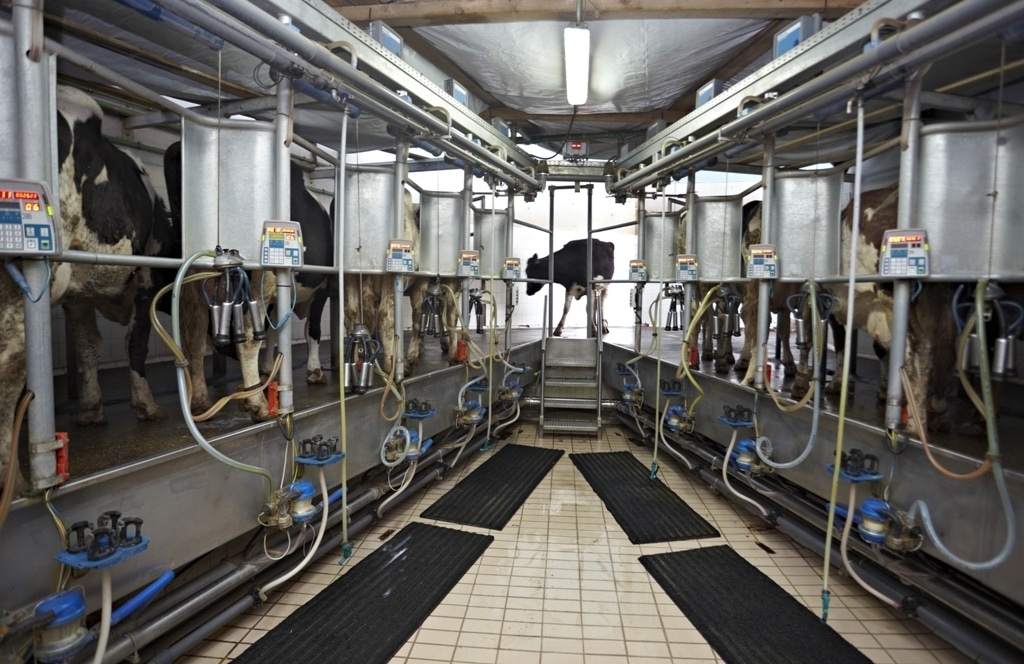 Las entregas y el precio medio de la leche de vaca al ganadero subieron en septiembre pasado