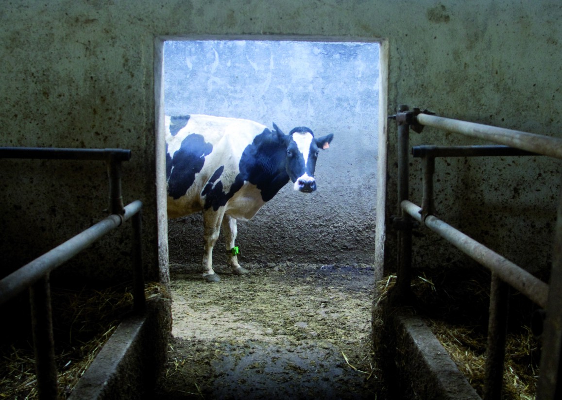 Acidosis ruminal en vacas lecheras