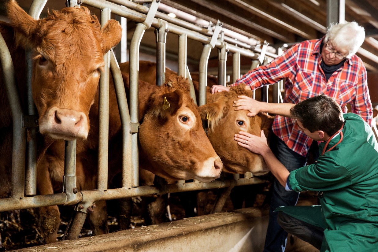 Covid-19: Los veterinarios piden al Gobierno reestructurar los controles sanitarios en frontera