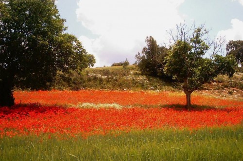 El Tribunal de Cuentas observa fallos en el control de la condicionalidad de ayudas PAC