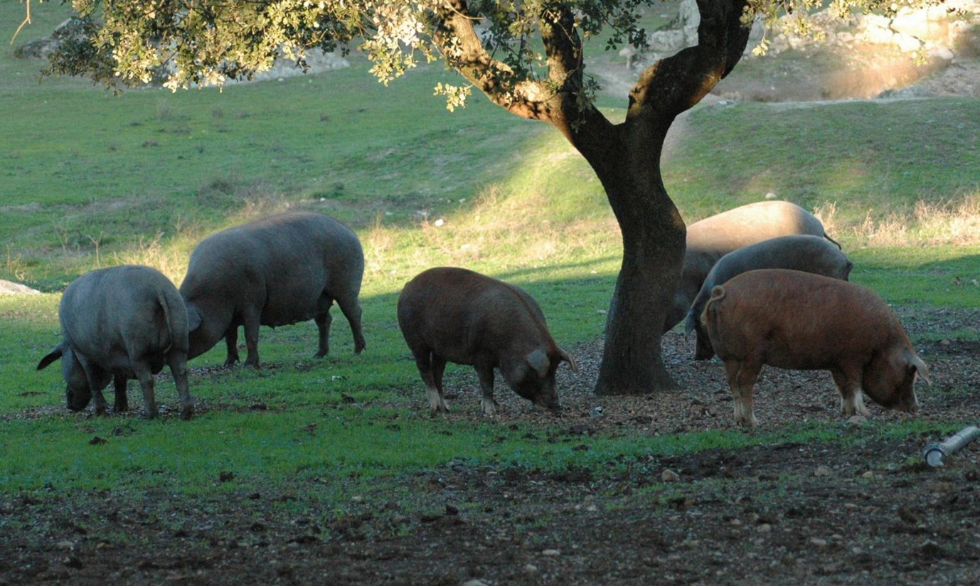 Cerca de 600.000 cerdas ibéricas serán vacunadas este año en España con Vacsincel