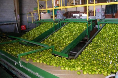 Los eurodiputados del PP piden a la CE más control frente a los limones turcos con restos de pesticidas