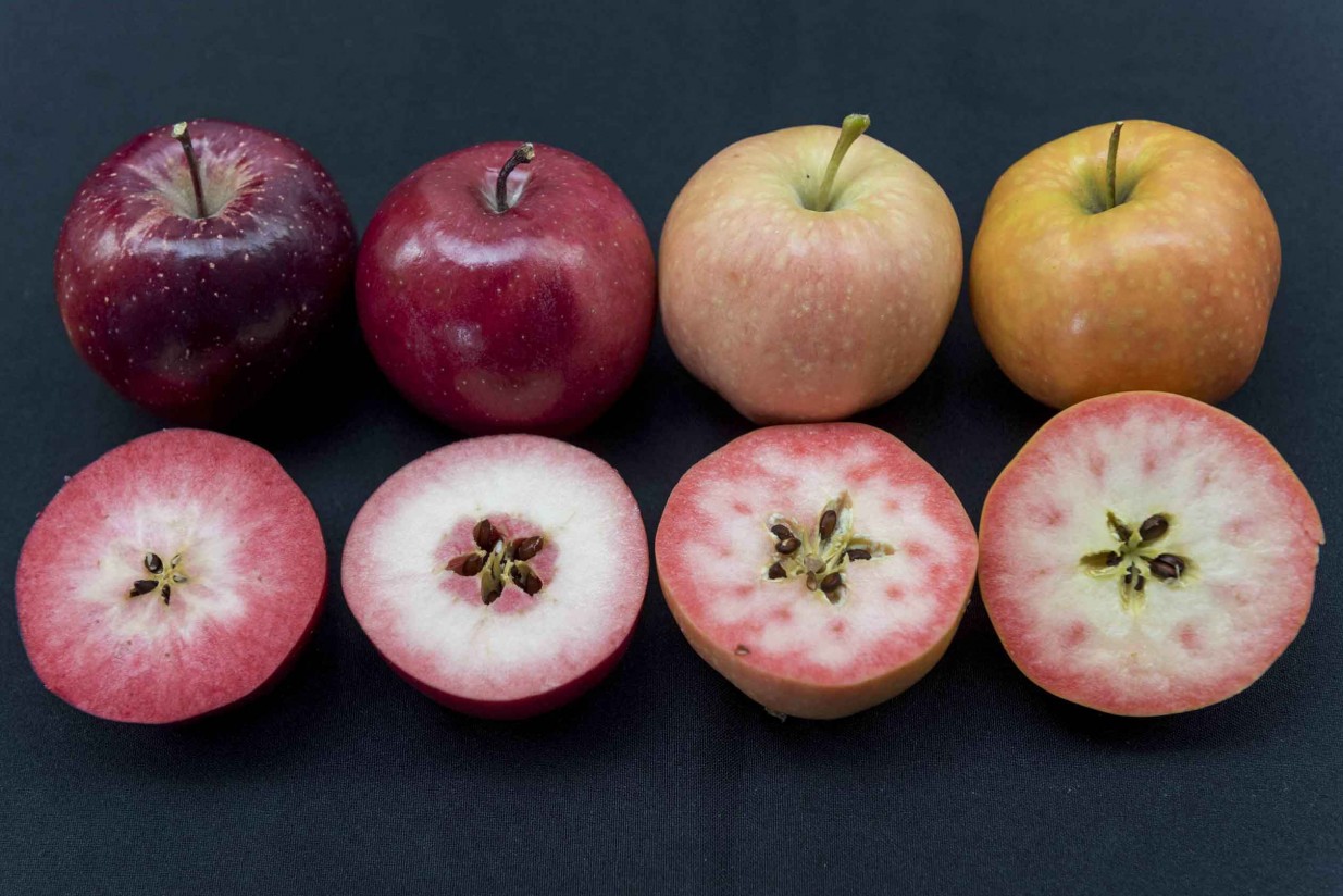 El proyecto Ifored presenta tres nuevas variedades de manzanas de pulpa roja