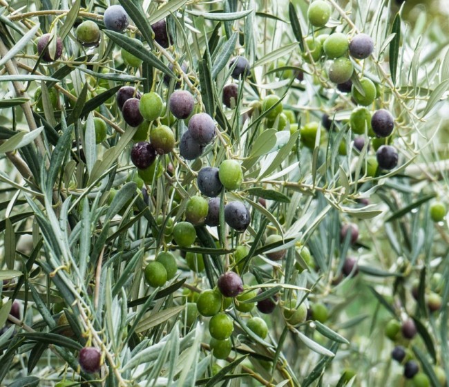 Rango de 1,2-1,4 Mt de aceite de oliva a la espera de lluvias para la nueva campaña oleícola 2016/17