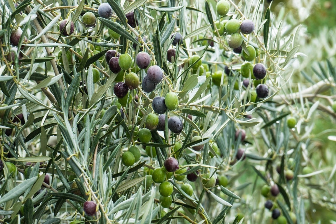 Rango de 1,2-1,4 Mt de aceite de oliva a la espera de lluvias para la nueva campaña oleícola 2016/17