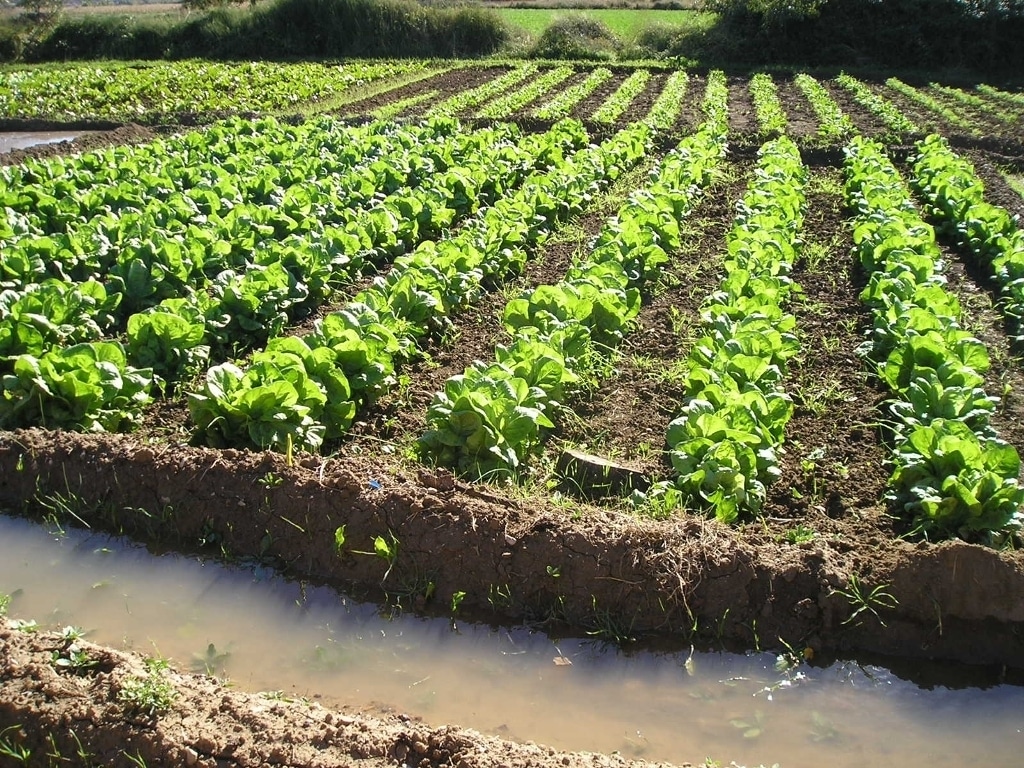 España sigue siendo el país con más superficie agrícola de cultivo ecológico de la UE