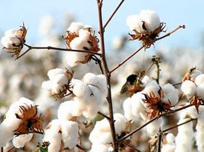 El aforo andaluz del algodón estima una producción de 166.629 t, un 4% más que el año anterior