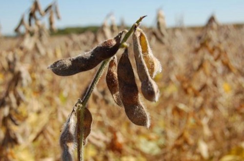 Peligra la normal comercialización de la campaña de soja 2016/17 en Argentina